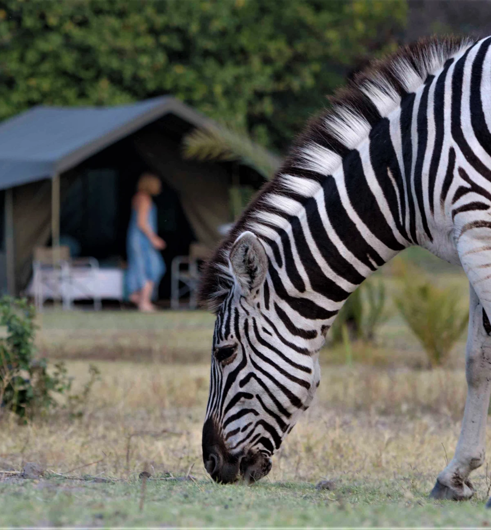safari-botswana-itinerant-camp-zebre-alexbotswana