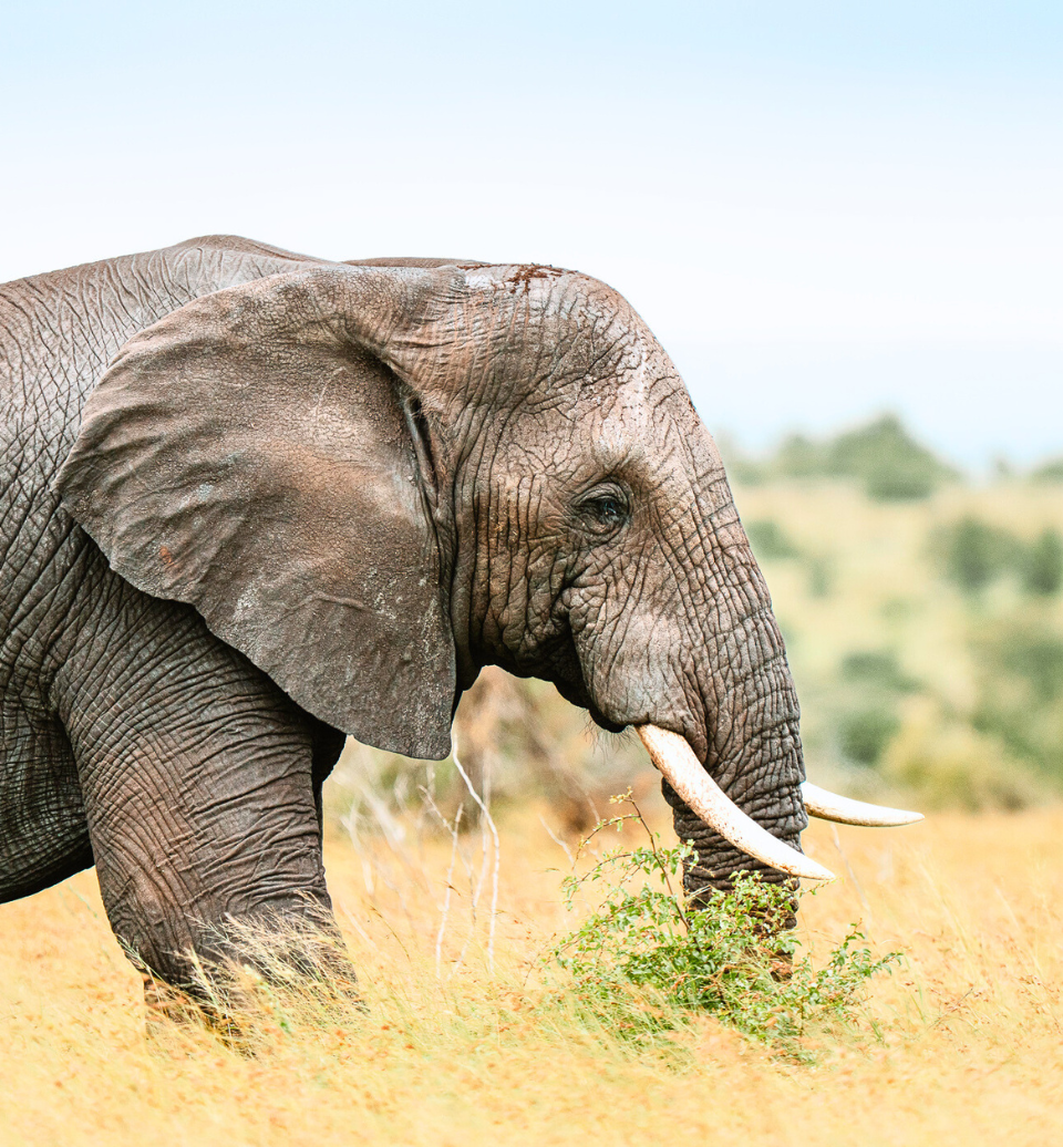 safari-botswana-itinerant-elephant