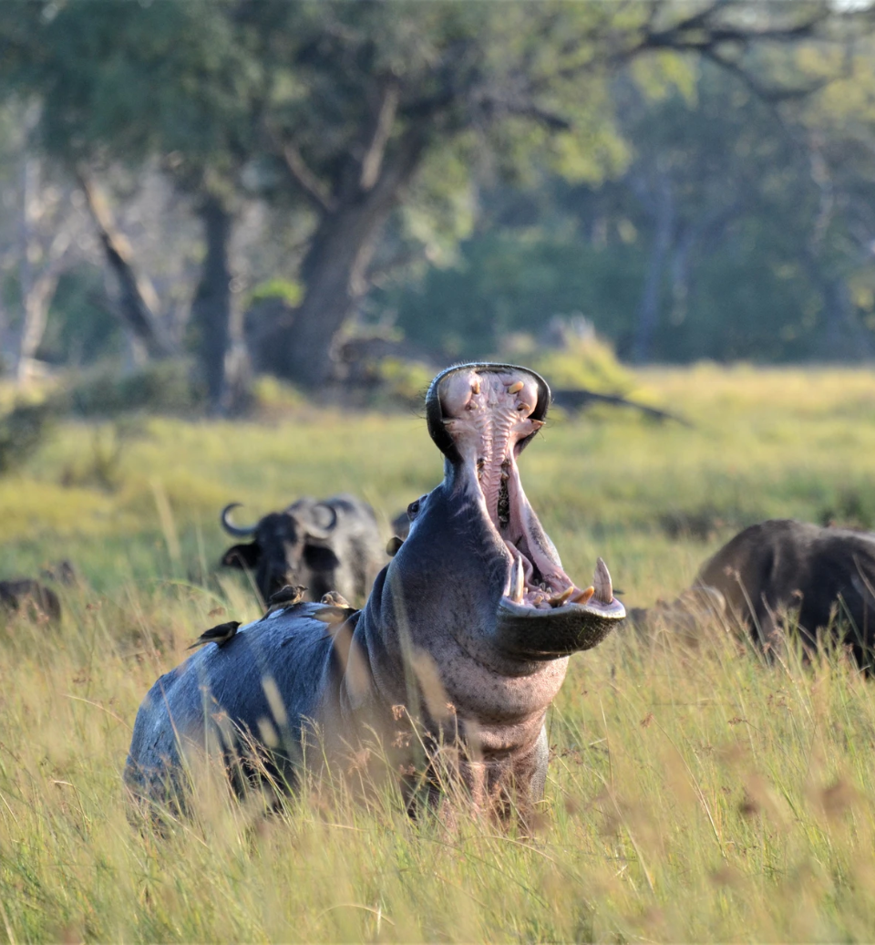 safari-botswana-itinerant-hippo-alexbotswana
