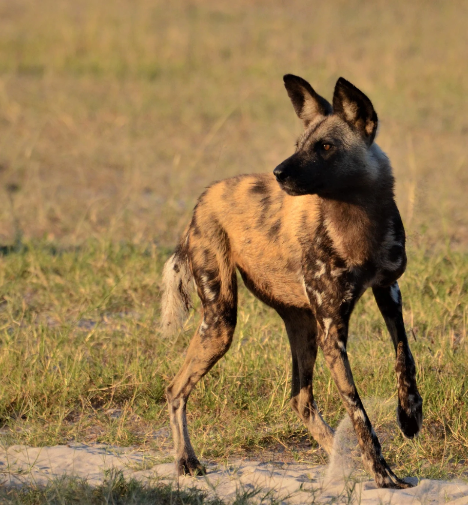 safari-botswana-itinerant-lycaon-alexbotswana