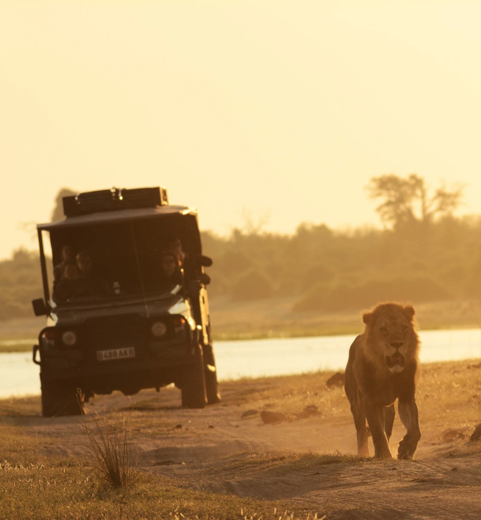 safari-botswana-itinerant-vehicule-lion-alexbotswana